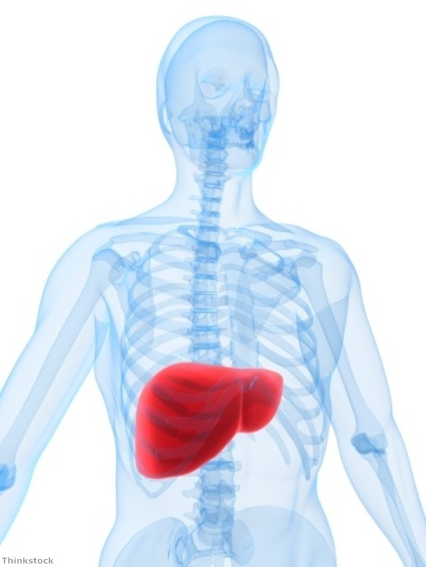 UA scientists make liver disease breakthrough